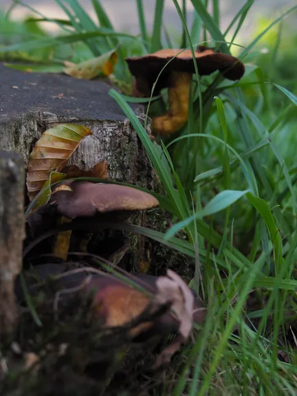 Vagevuurbos en Lippensgoed-Bulskampveld (België)